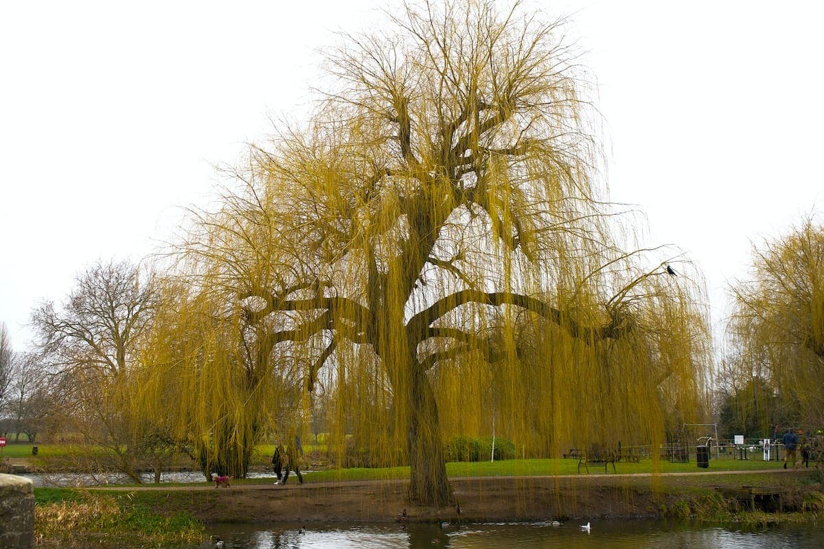 Guide pratique pour la taille du saule crevette : quand et comment le tailler pour une croissance optimale