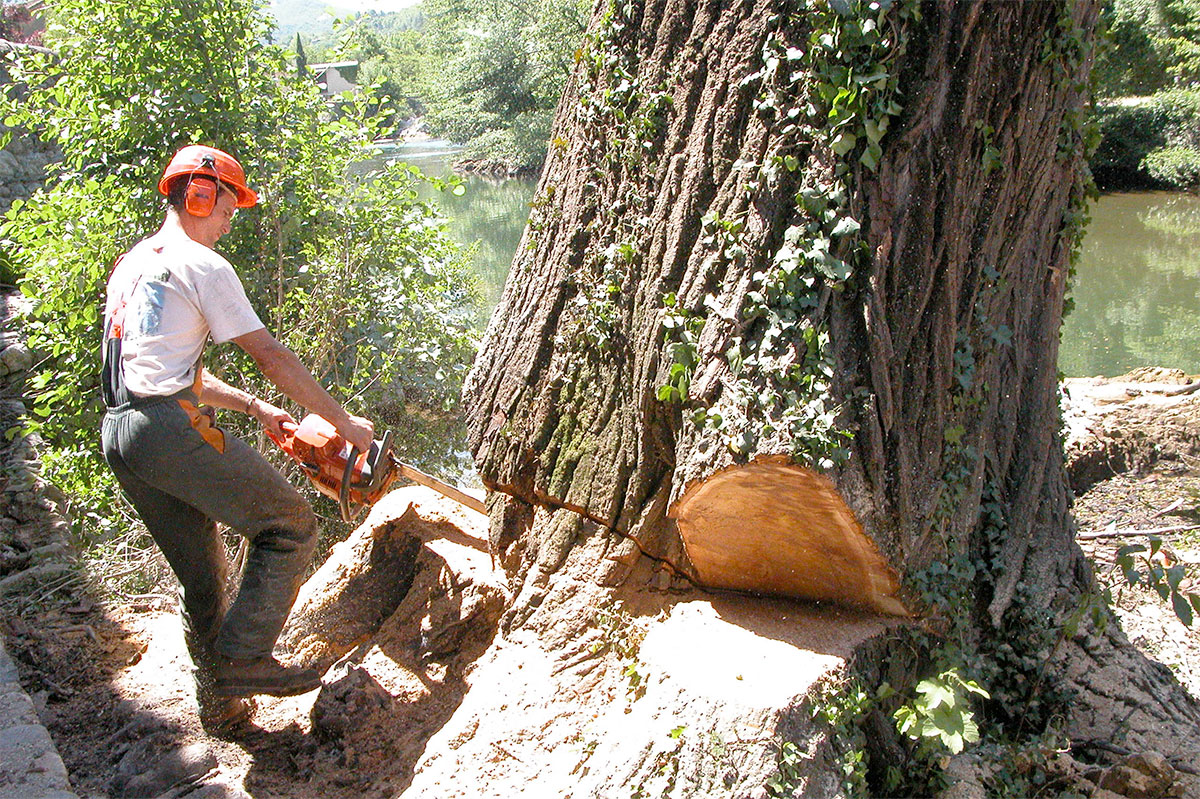 Comment abattre un arbre sans danger ?